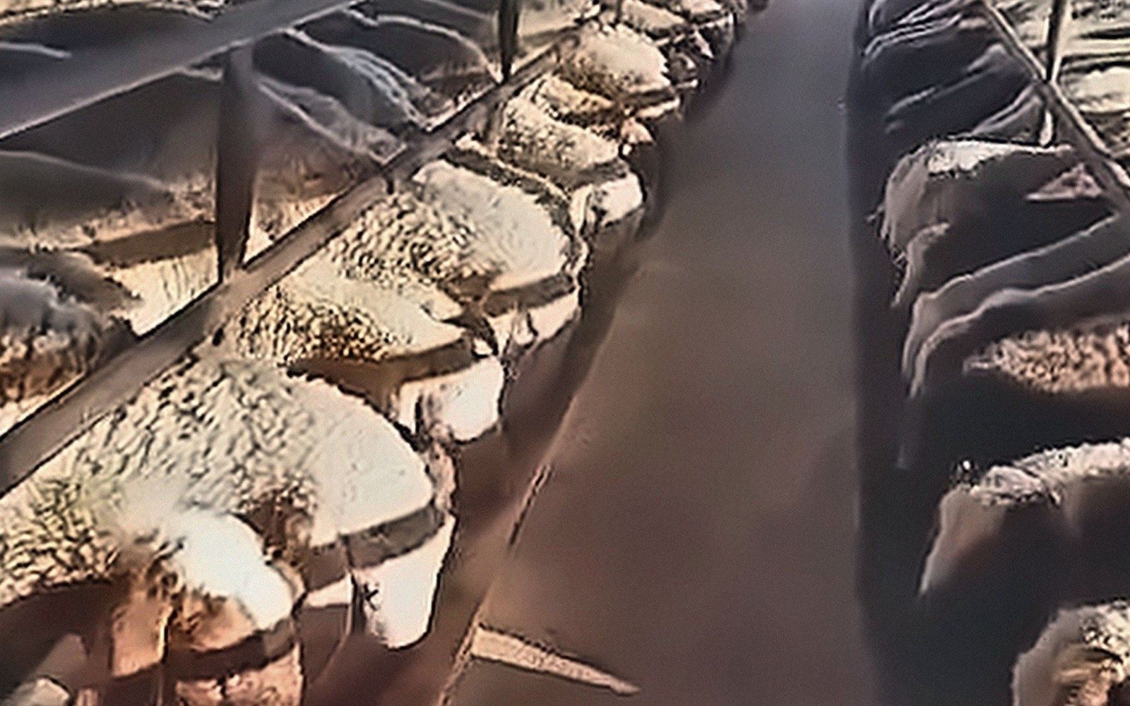 نعاج على سياج المعلف، في إحدى حظائرنا السبع والعشرين